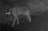 Coyote081909_0130hrs